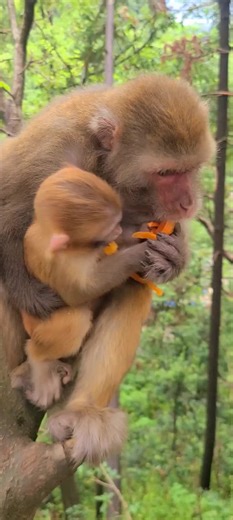 Amazing Monkey Moments Captured in the USA