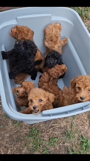 potty trained toy poodle puppies on Instagram: "#toypoodleowners #toypoodletürkiye #toypoodlepuppy🐩🙃❤️ #toypoodlelover #toypoodlelover #toypoodlepuppy #toypoodleblack #toypoodl #toypoodlemoments #toypoodlemoments #toypoodle for"