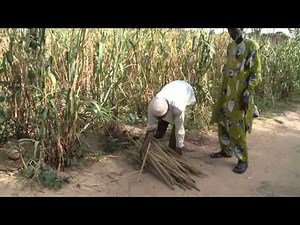 Cultiver ensemble - L'intensification agricole au Niger