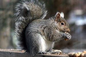 Gray Squirrel