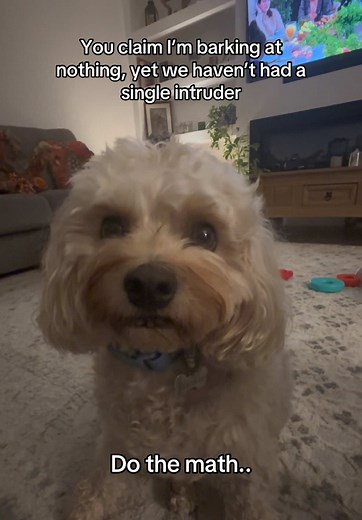 Cavachon Puppy Barking at Intruders: A Funny Dog Moment