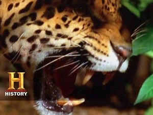 Bamazon: Sneak Peek | History