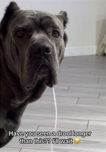 Hilarious Longest Dog Drool Challenge