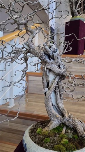꾸지뽕나무(백오섭 작가) 화신분재문화전 출품작 #분재 #bonsai #盆栽 #盆景 #정원수 #특수목 #분재개작