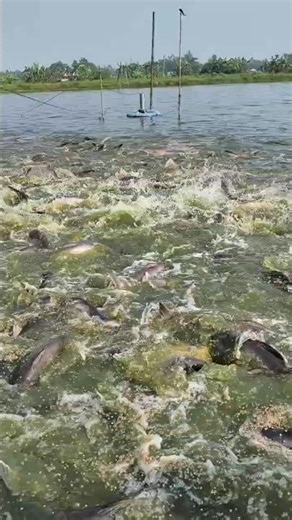 Fish Farming In Bangladesh #shorts