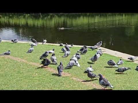 Discover the #waterbirds of #Coombe #Abbey #Park - 🪿🦢🦆| #youtubevideos