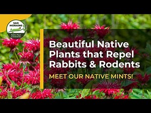 Beautiful Native Plants that Repel Rabbits and Rodents