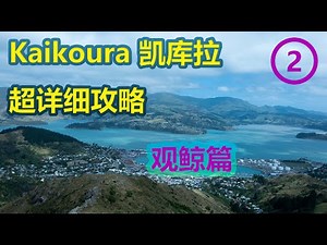 南岛 Kaikoura 凯库拉 超详细攻略 | 看鲸鱼 海豚 海豹 吃大龙虾 总结所有花费 Vlog 2
