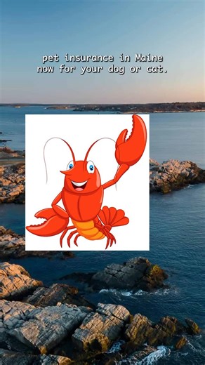 Lemonade Insurance on Instagram: "we are the maine pet insurance"
