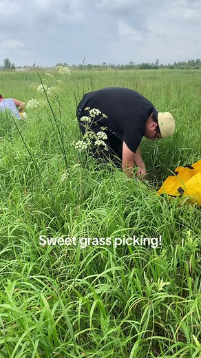 First Nations Medicine: Sweetgrass Picking and Indigenous Heritage