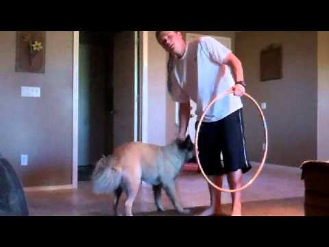 Teaching Your Dog to Jump Through a Hula Hoop