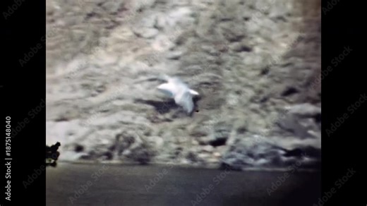 Seagull flying fast above sea surface at low altitude. Wild gull bird in motion over calm marine water, wings spread during flight over ocean waves. Old film. Archival retro 1970s. Vintage archive