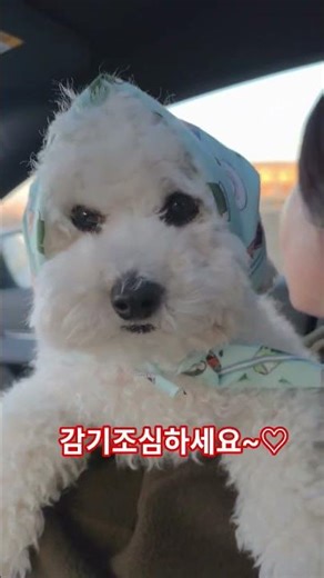 ♡성냥팔이소년의변신♡ Genderless Fashion #강아지 #강아지브이로그 #강아지일상 #반려견 #고양이일상 #shorts #dogshorts