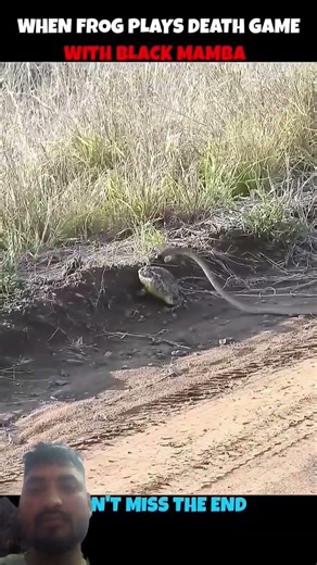 snake 🐍 attack #youtube #edit#animals #viral