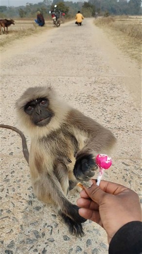 Langur Monkey Accepts Lollipop So Politely 🐒🍭
