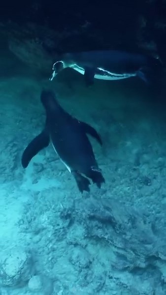 12 reactions | Incredible moments in Galapagos - diving with wild...