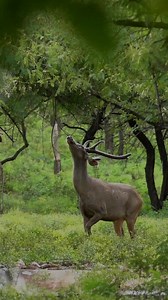 2.7K views · 189 reactions | Monsoon Magic ️ Sambar Deer SV National park Credits: @avinash_mukkamala . . . . . . . . . . . . . #wildlifephotographer #wildlifeindia #incredibleindia #incredible_india #tirupati #tirumala #oph #mypixeldairy #myclickforjaanu #world_photography_page #world_photography_hub #vop #monsoon #monsoons #monsoondiaries #deer #deerpark #andhrapradesh #wildlife_ap #wildtelangana | It's My Tirupati | Facebook