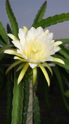 #dragonfruit #saplings #agriculture #farming #youtubeshorts #viral #shortvideo #viralvideo #shorts