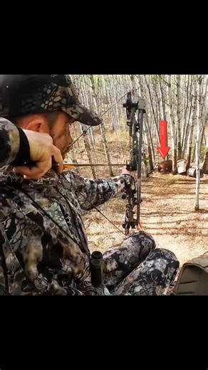 Close range bear hunt with bow 🏹#bearhunting #wildlife #hunthowdown #alaskahunt #hunting #bear