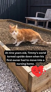 Check out Timmy's story 👉 https://welovecatsandkittens.com/cat-stories/timmy/ | Cats And Kittens