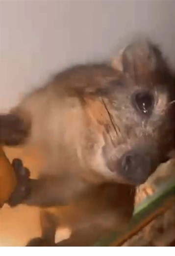 Late night with Eric the rock hyrax ignoring gravity. Eric was rescued by @DAKTARI Bush School 🐘 elp spreading awareness of Câline and donations to their new hyrax fund (link in bio, or at DAKTARI’s page). He outsmarted an eagle that tried eating him and escaped first to a couple who found him alone, and then made his way to his new home where he’s learning tricks and enjoying his time with the other hyraxes and volunteers :) #hyrax #wawa #somebullshitwithfur #dassie #wildlife