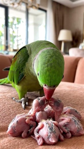 5 Newborn Alexandrine Parrot Babies 🐣💚 First Day Cute Moments #Shorts #Viral