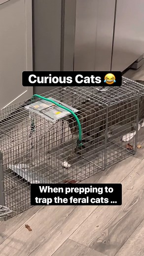 107K views · 842 reactions | Indoor cats exploring feral cat traps #catvideos #feralcats #TNR #curiouscat | Luna & Ghost | Facebook