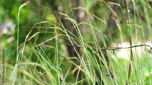 Nassella neesiana (also called Chilean needle grass, Chilean needlegrass, Chilean speargrass, spear grass, Uruguayan tussockgrass) on nature.