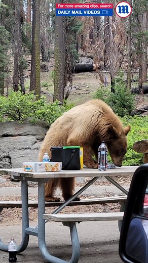This bear is stealing these people’s picnic snacks! 🐻 | Daily Mail Video