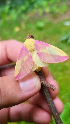 AMAZING ROSY MAPLE MOTH :3 :3