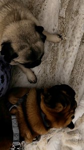 PETE THE PUG HAS A NEW BUDDY IN FOSTER CARE!!! He needs a home that understands the weak rearend issues - whether it gets worse down the line or remains relatively minor as it is now. We suspect he’s 2-4 years old and he’s absolutely adorable!! GO TEAM PUG!! | Pug Rescue of San Diego County