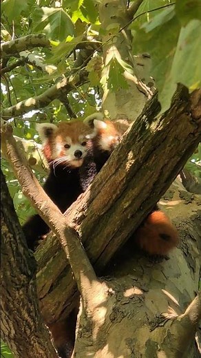 Des nouvelles de notre bébé panda roux, Kyra à Beauval