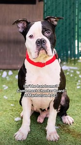 Checker Board (221053) is adoptable at Manhattan ACC! https://nycacc.app/browse/221053 Meet Checker Board, the perfect mix of fun and affection—just like a winning game night! This sweet pup is ready to jump into your life, bringing love, tail wags, and plenty of paw-sitive vibes. With his Level 1 behavior assessment, he’s a great match for most homes, making him the ultimate four-legged teammate. Don’t leave this good boy on the sidelines—come roll the dice on Checker Board and give him the for