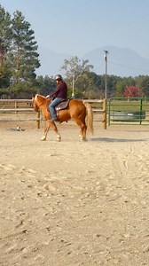 I’ve thought long and hard about posting this, but here it goes. ❤️🐴 ROSIE🐴❤️ rode beautifully yesterday after sitting in a pasture for the last few years, loved and well taken care of! She is a registered Haflinger mare, 13.2hh tall (or should I say short😬). Waiting for her papers to we’ll know her exact age❤️🐴❤️ | 1 Horse At A Time Draft Horse Rescue