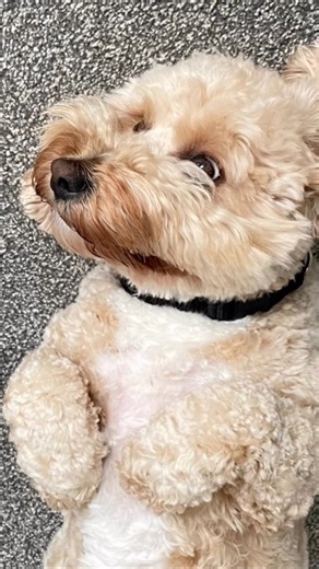 This dog mate 😆😂 #cavapoo #cavapoos_of_instagram #cavapoochon #cavapoochonlife #dogs #doglife #dogsofinstagram | Love What We Found