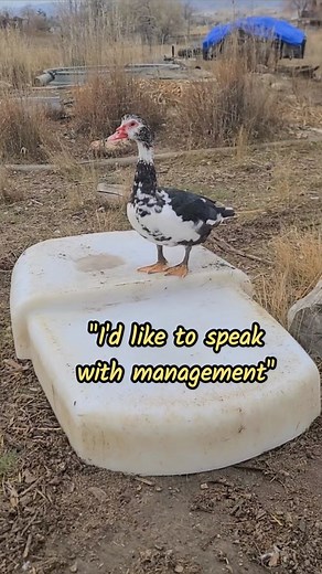 A complaint was filed with Management. Follow us @duckberryfarm #muscovyducks #ducklife #duckfarm #smallfarm #womenfarmers #homesteading | Duckberry Farm