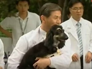 Snuppy, le premier chien cloné de l'Histoire (vidéo)