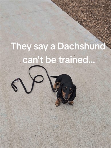 The Adorable Dachshund: Training Tips and Tricks