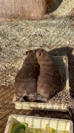 2匹の仔カピの後ろ姿 カピバラ 袖ヶ浦ふれあいどうぶつ縁