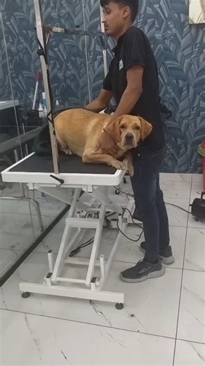 Tezzu നെ grooming ന് കൊണ്ടുപോയപ്പോൾ 😊🥰 #leenaxavier #withtezzu #grooming #centre #romsnraks #puppy