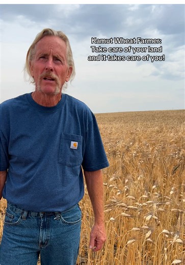 Organic Kamut Wheat Farming in Montana