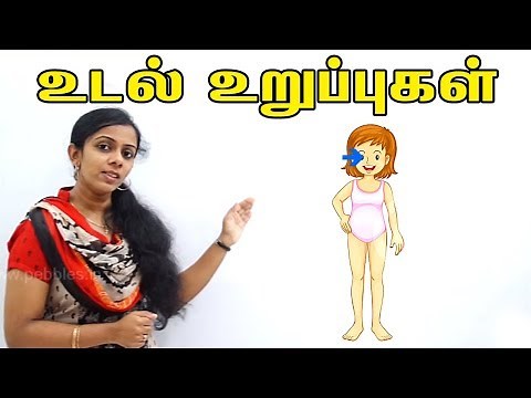 Learn Human body | Parts for the body in Tamil | மனித உடல் உறுப்புகள் | Adipadai Tamil