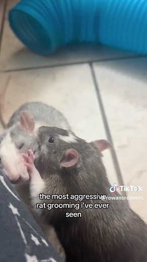 The Most Aggressive Rat Grooming Ever Seen