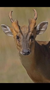 Known as the Reeves’s muntjac, this small deer species doesn’t follow the typical antlered-deer playbook. Instead of growing impressive headgear, the males sprout downward-pointing tusks — actually elongated upper canines. They use them like daggers during territorial fights, slashing at rivals in skirmishes that look more like vampire duels than deer sparring. Native to China and Taiwan, Reeves’s muntjacs were introduced to the UK in the early 20th century and quickly went wild. Today, they’re 