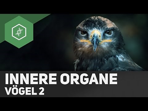 Birds - Internal Organs