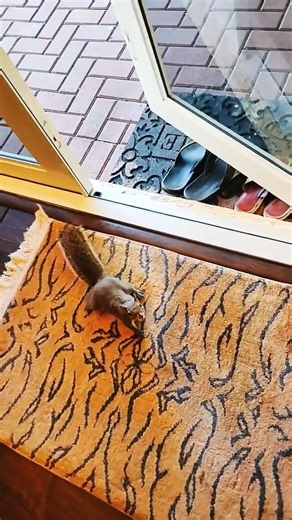 Peanut for Eddie Squirrel 🐿️ #squirrels #squirrel #wildlife #pets