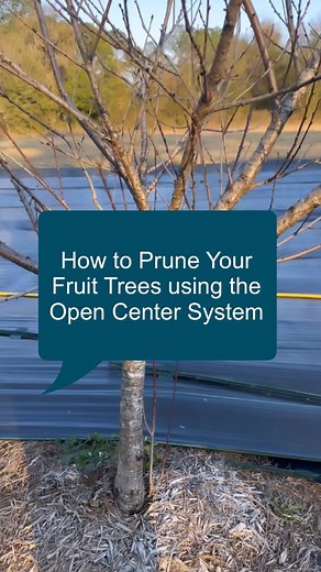 20K views · 689 reactions | Pruning plays a vital role in maintaining...