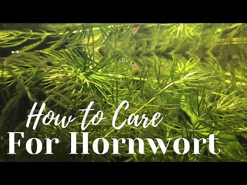 Hornwort Aquarium Plant Care Guide in 1 Minute