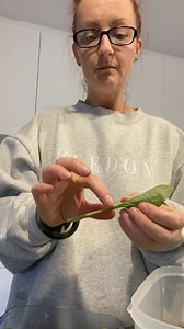 4 comments | I show you the best way to take the stem off spinach to...