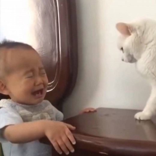 Cats are evil compilation